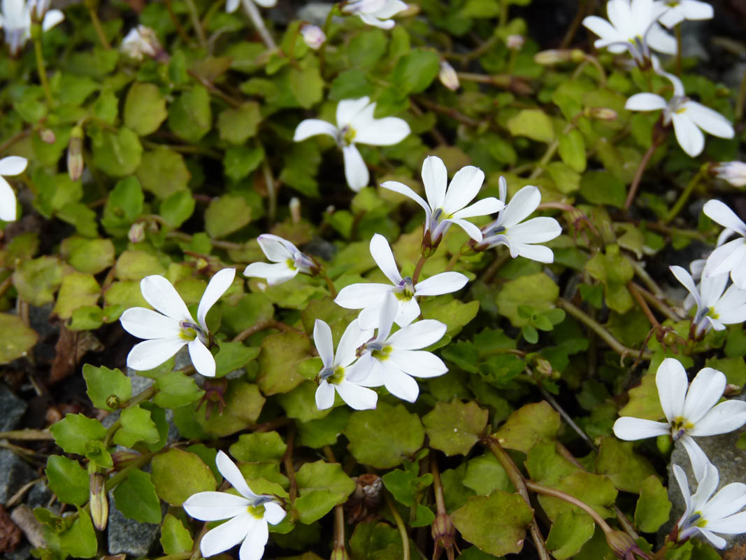 Lobelia angulata photo
